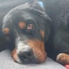 Tobi ein freundlicher Rüde