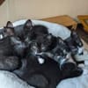 Vier Kitten-Rabauken suchen Zuhause zum