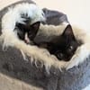 Vier Kitten-Rabauken suchen Zuhause zum
