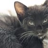 Vier Kitten-Rabauken suchen Zuhause zum
