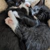 Vier Kitten-Rabauken suchen Zuhause zum