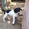 Lebensfroher Pepito sucht euch