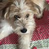 Freundlicher Loki sucht seine Familie