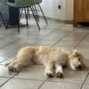 Freundlicher Loki sucht seine Familie