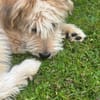 Freundlicher Loki sucht seine Familie