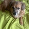 Rosa, suche meine Lieblingsmenschen