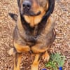 DERRICK - kann das Hunde 1x1 perfekt!