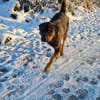 DERRICK - kann das Hunde 1x1 perfekt!
