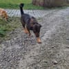 DERRICK - kann das Hunde 1x1 perfekt!