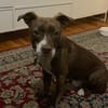 Notfellchen Taavi sucht Zuhause