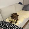 Notfellchen Taavi sucht Zuhause