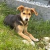Tolles kleines Kerlchen sucht Körbchen