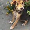 Tolles kleines Kerlchen sucht Körbchen