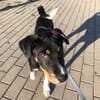 Kleiner, tapferer Filou sucht ...