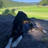 Kleiner, tapferer Filou sucht ...