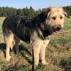 Sanfte Wuschelmaus Cleo