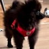 Cooper in Berlin (10407)