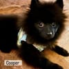 Cooper in Berlin (10407)