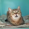 SARA (ADOPTION EN COURS)