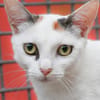 LILA