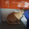 diego