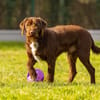 TYSON (réservé) OAA19411