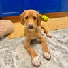SABLE (Martina)