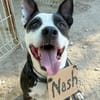 NASH (Maria)