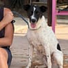 STELLA (Maria)