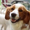Cameo ein Herzenshund sucht sein Zuhause