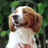 Cameo ein Herzenshund sucht sein Zuhause