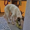 Felicia wünscht sich endgültiges Zuhause