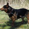 Tulma1 sucht ein Zuhause/Pflegestelle