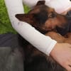 Tulma1 sucht ein Zuhause/Pflegestelle