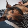 Tulma1 sucht ein Zuhause/Pflegestelle