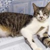 Gypsy wartet auf deine Anfrage