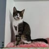 Gypsy wartet auf deine Anfrage