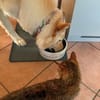 Dringender Notfall: Crunchy und Cimba