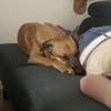 Zuhause gesucht für Tyson