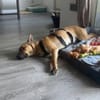 Zuhause gesucht für Tyson