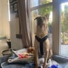 Zuhause gesucht für Tyson