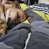Zuhause gesucht für Tyson