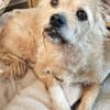 Zweite Chance für Arima gesucht