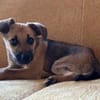 Leo sucht sein Für-Immer-Zuhause