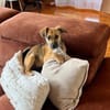 Leo sucht sein Für-Immer-Zuhause