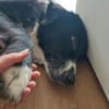 Zuhause gesucht für Donna