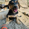 Zuhause gesucht für Fiete