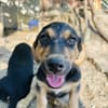 Zuhause gesucht für Fiete