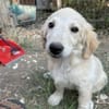 Zuhause/Pflegestelle gesucht für Fanny