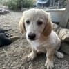 Zuhause/Pflegestelle gesucht für Freddy
